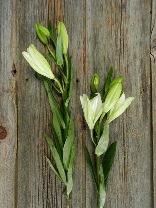 BACH 3/WHITE LA HYBRID LILIES